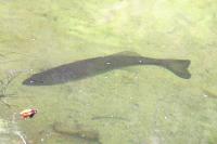 Micropterus salmoides