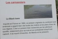 Micropterus salmoides