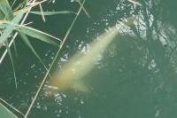 Cyprinus carpio