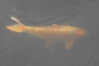 Cyprinus carpio