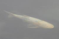 Cyprinus carpio