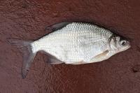 Abramis brama