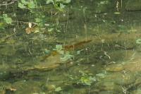 Esox aquitanicus