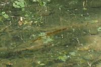 Esox aquitanicus
