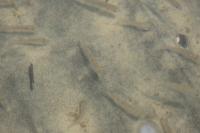 Perca fluviatilis