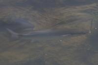 Chelon labrosus