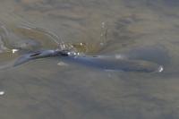 Chelon labrosus