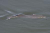 Chelon labrosus