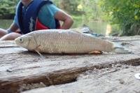 Leuciscus burdigalensis