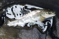 Salmo salar