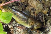 Salmo trutta