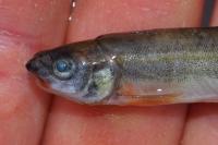 Phoxinus septimaniae