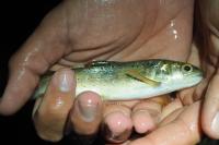 Salmo trutta