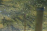Squalius cephalus