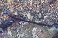 Nerophis lumbriciformis