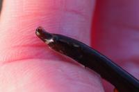 Nerophis lumbriciformis