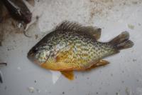 Lepomis gibbosus
