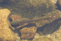 Salmo trutta