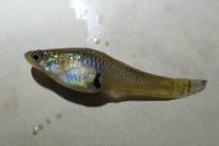 Gambusia holbrooki