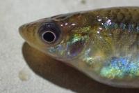 Gambusia holbrooki