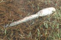 Silurus glanis