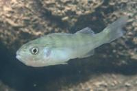 Perca fluviatilis
