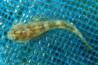 Cottus rondeleti