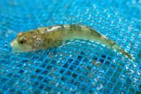 Cottus rondeleti