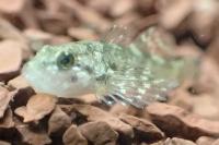 Cottus rondeleti