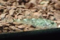 Cottus rondeleti