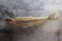 Phoxinus septimaniae