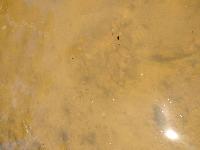 Lepomis gibbosus