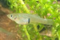 Gambusia holbrooki