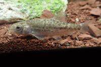 Barbus meridionalis