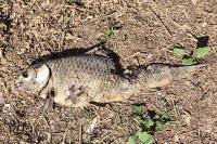 Cyprinus carpio