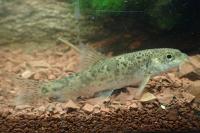 Barbus meridionalis