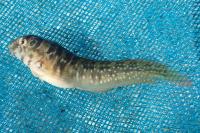 Salaria pavo
