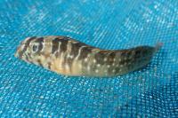Salaria pavo