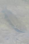 Dicentrarchus labrax