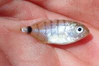 Diplodus sargus