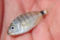 Diplodus sargus