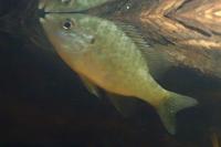 Lepomis gibbosus