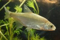 Alburnus alburnus