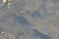Lepomis gibbosus