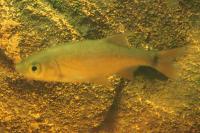 Scardinius erythrophthalmus