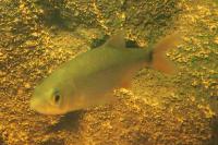 Scardinius erythrophthalmus