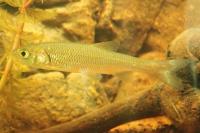 Squalius cephalus