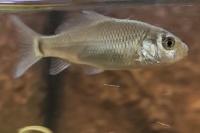 Cyprinus carpio