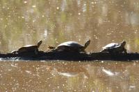 Trachemys scripta elegans