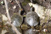 Trachemys scripta elegans